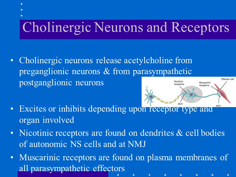 Cholinergic Neurons and Receptors Cholinergic neurons release acetylcholine from  preganglionic neurons & from